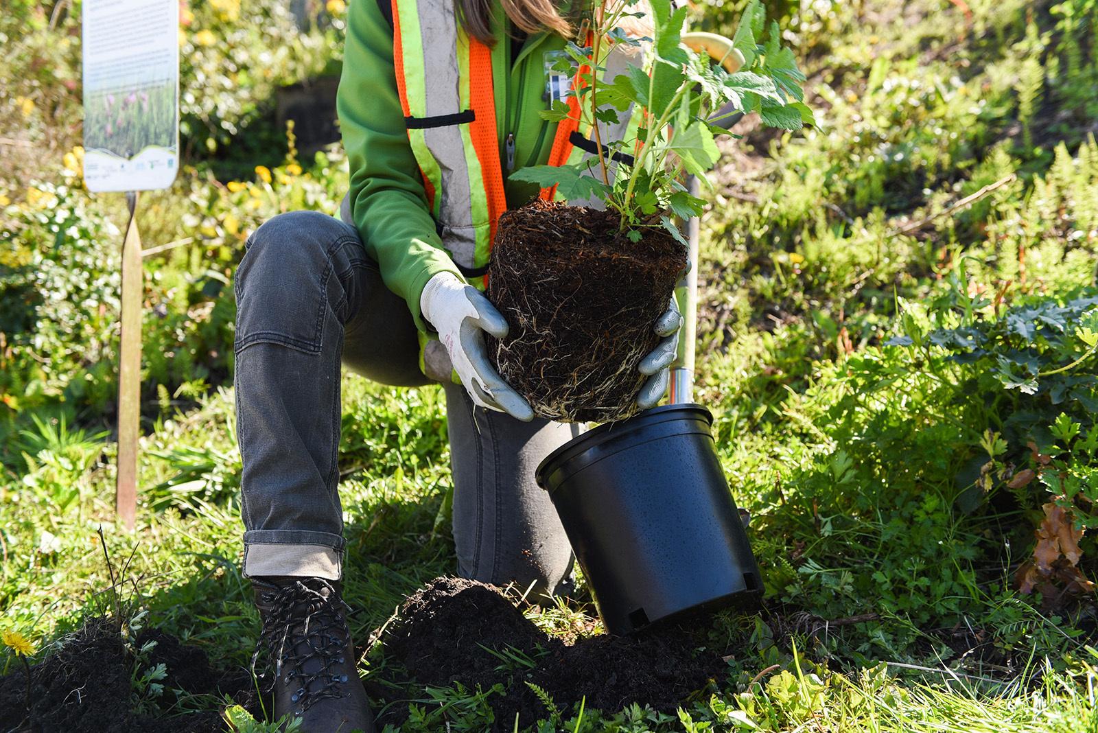 Tree Planting (1).jpeg